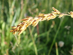 Festuca paniculata
