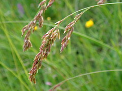 Festuca paniculata