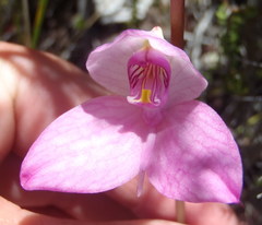 Disa racemosa
