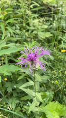 Centaurea phrygia