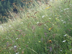 Festuca paniculata