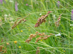 Festuca paniculata