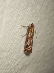 Acrobasis porphyrella