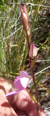 Disa racemosa