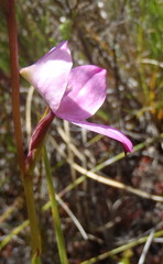 Disa racemosa