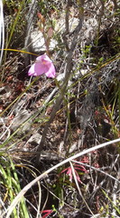 Disa racemosa