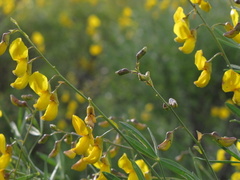 Calobota cytisoides