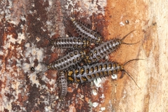 Cypherotylus elevatus