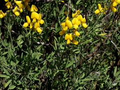 Calobota cytisoides