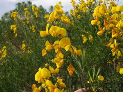 Calobota cytisoides