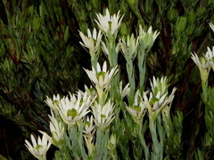 Leucadendron procerum