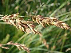 Festuca paniculata