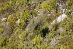 Hakea gibbosa