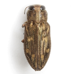 Chrysobothris viridiceps