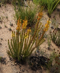 Erica parilis parilis
