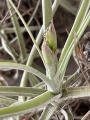 Tillandsia ferrisiana