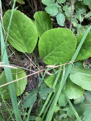 Pyrola rotundifolia