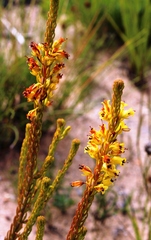 Erica parilis parilis