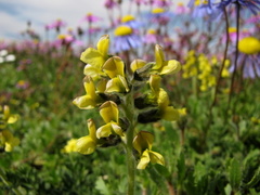 Crotalarieae