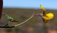 Crotalaria humilis