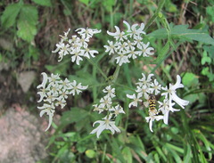 Heracleum chorodanum
