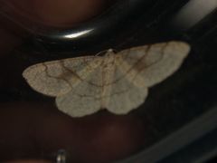 Adactylotis gesticularia