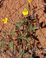 Crotalaria humilis
