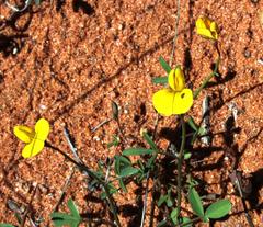 Crotalaria humilis