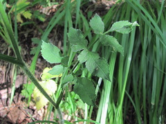Heracleum chorodanum