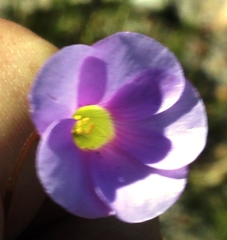 Oxalis commutata