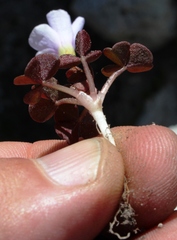 Oxalis commutata
