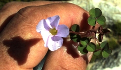 Oxalis commutata