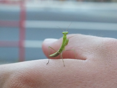 Mantis religiosa