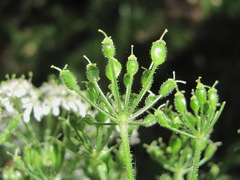 Heracleum chorodanum