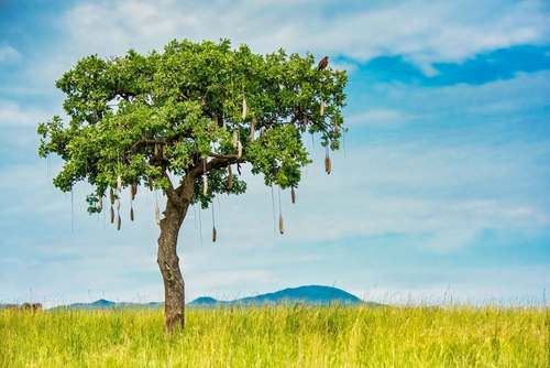 Sausage tree
