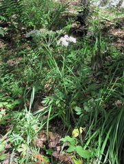 Heracleum chorodanum