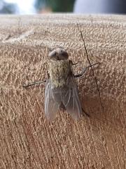 Pollenia rudis