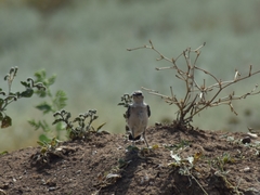 Oenanthe isabellina