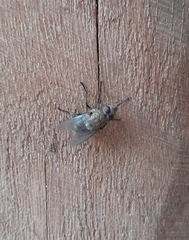 Pollenia rudis