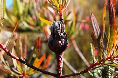 Protea acuminata