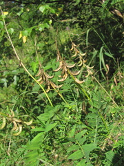 Astragalus falcatus