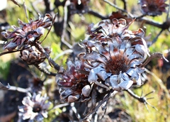 Protea acuminata