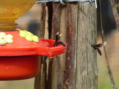 Parachartergus apicalis