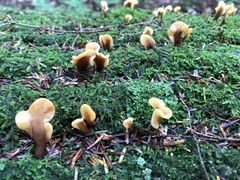 Spathulariopsis