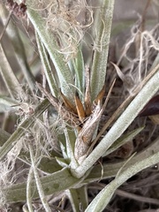 Tillandsia ferrisiana