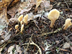 Spathulariopsis