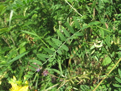 Astragalus falcatus