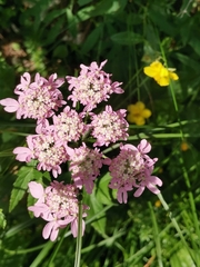Heracleum austriacum siifolium