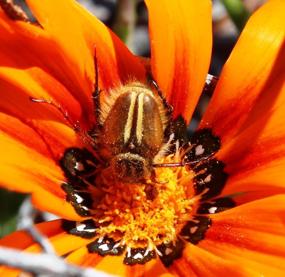 Lepithrix pseudolineata