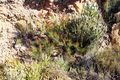 Protea subulifolia